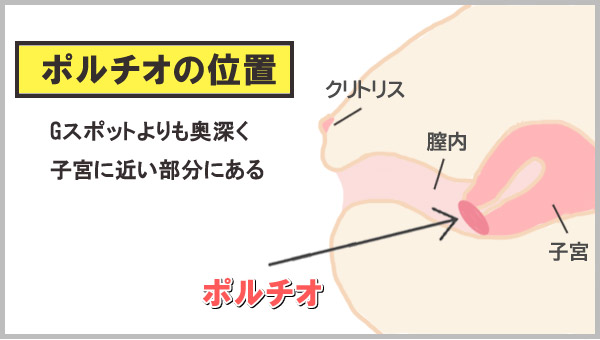 ポルチオの位置